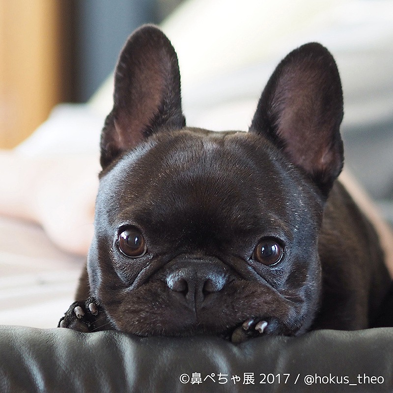 鼻ぺちゃ で ぶさかわ なインスタ有名犬が大集合 ペトハピ Pet Happy