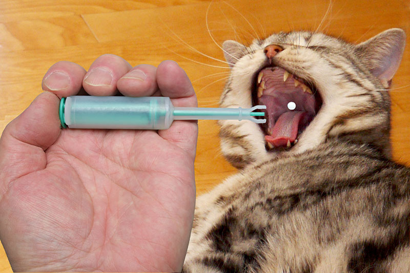 猫に錠剤を飲ませるのに便利な投薬器 - ペトハピ [Pet×Happy]