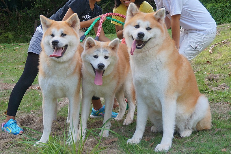 世界中から愛される もっとも美しい日本犬 秋田犬