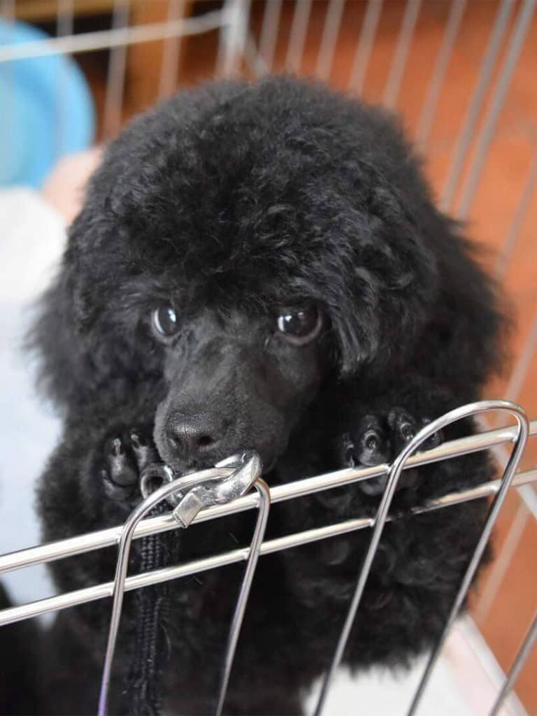 かわいいだけじゃない！ 全犬種で知的レベルもトップクラスのプードル