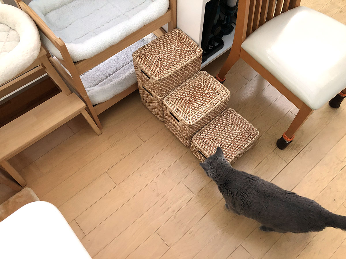 自作猫階段をアップグレード その結果は スタパ齋藤の猫ラボ Vol 147 ペトハピ Pet Happy