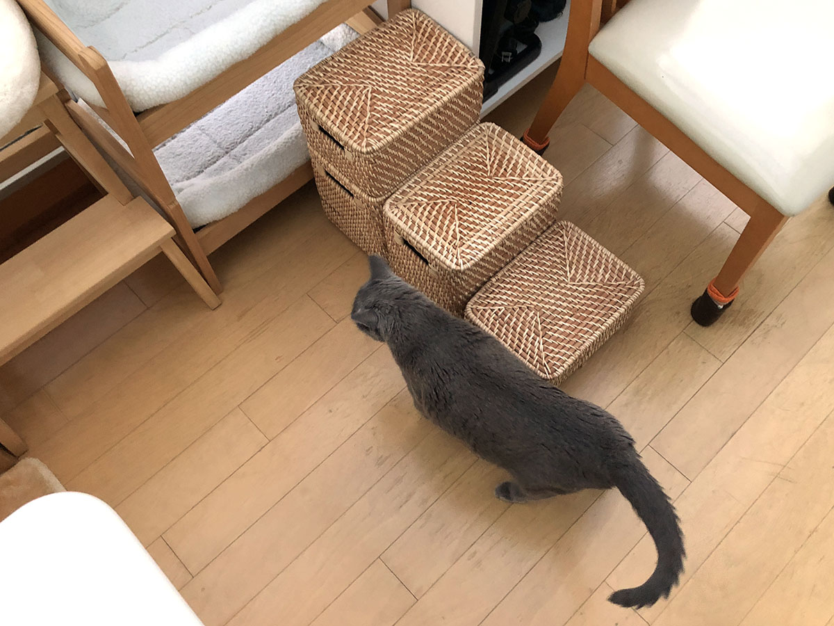 自作猫階段をアップグレード その結果は スタパ齋藤の猫ラボ Vol 147 ペトハピ Pet Happy