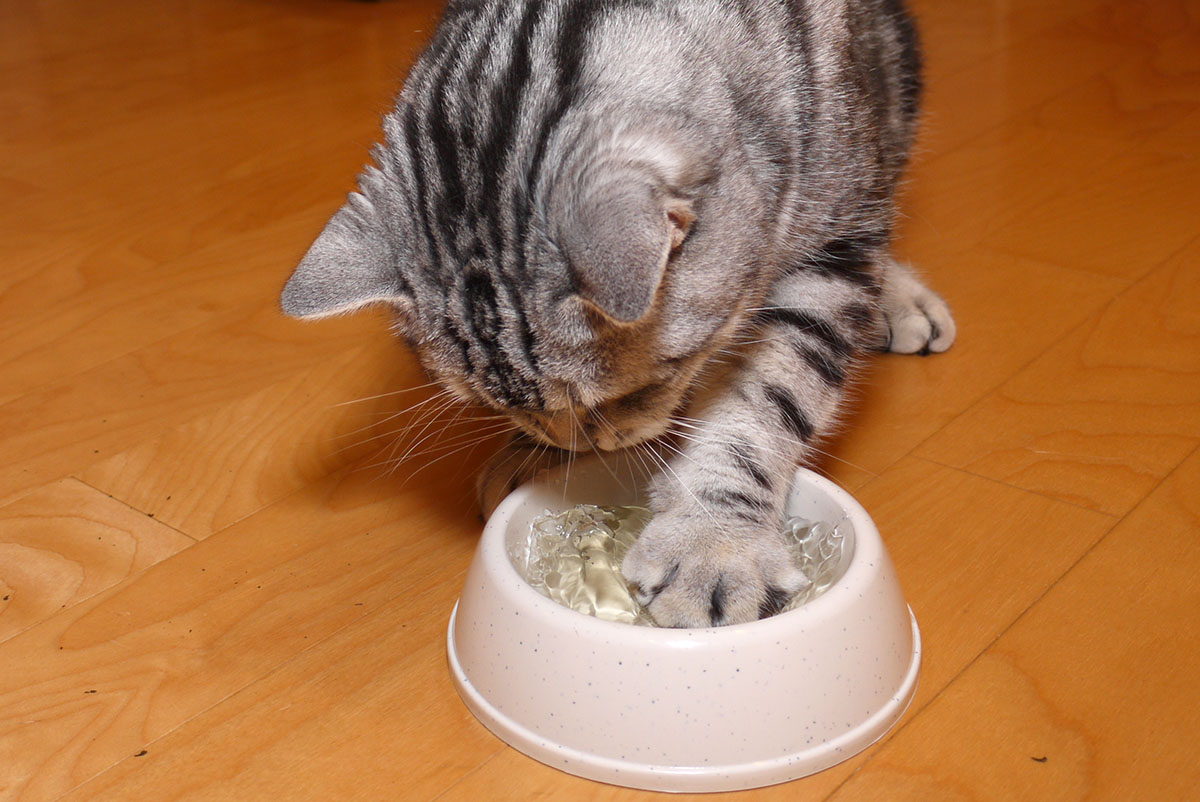 マタタビが大好きな猫 とくにマタタビ茶で大興奮 スタパ齋藤の猫ラボ Vol 152 ペトハピ Pet Happy