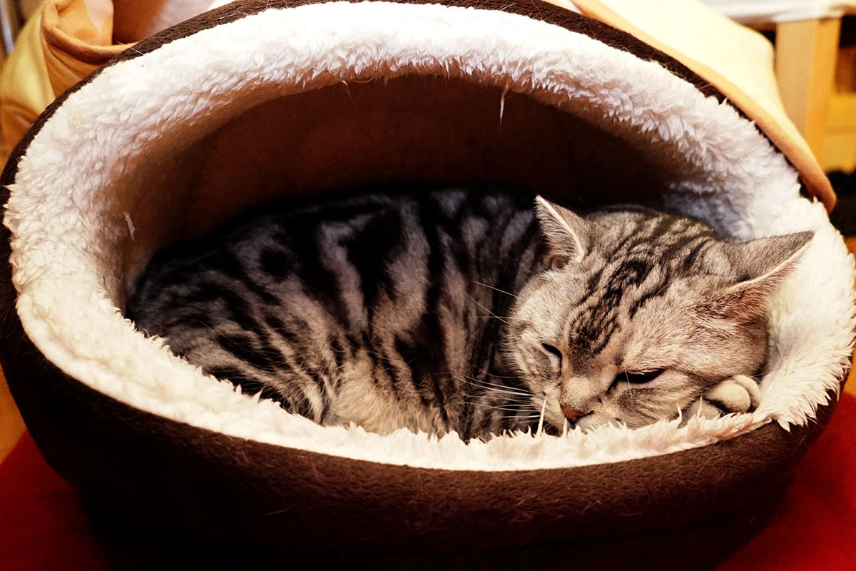 ホットカーペットが大好きな猫たち スタパ齋藤の猫ラボvol 153 ペトハピ Pet Happy