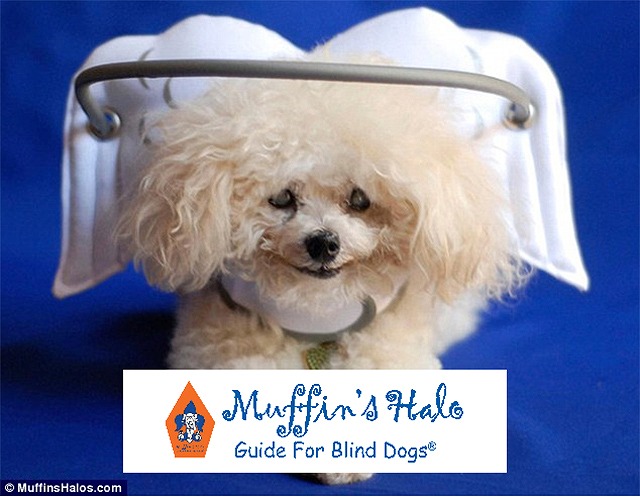 N&R、白内障で目が不自由な犬用のガイドを発売 - ペトハピ [Pet×Happy]