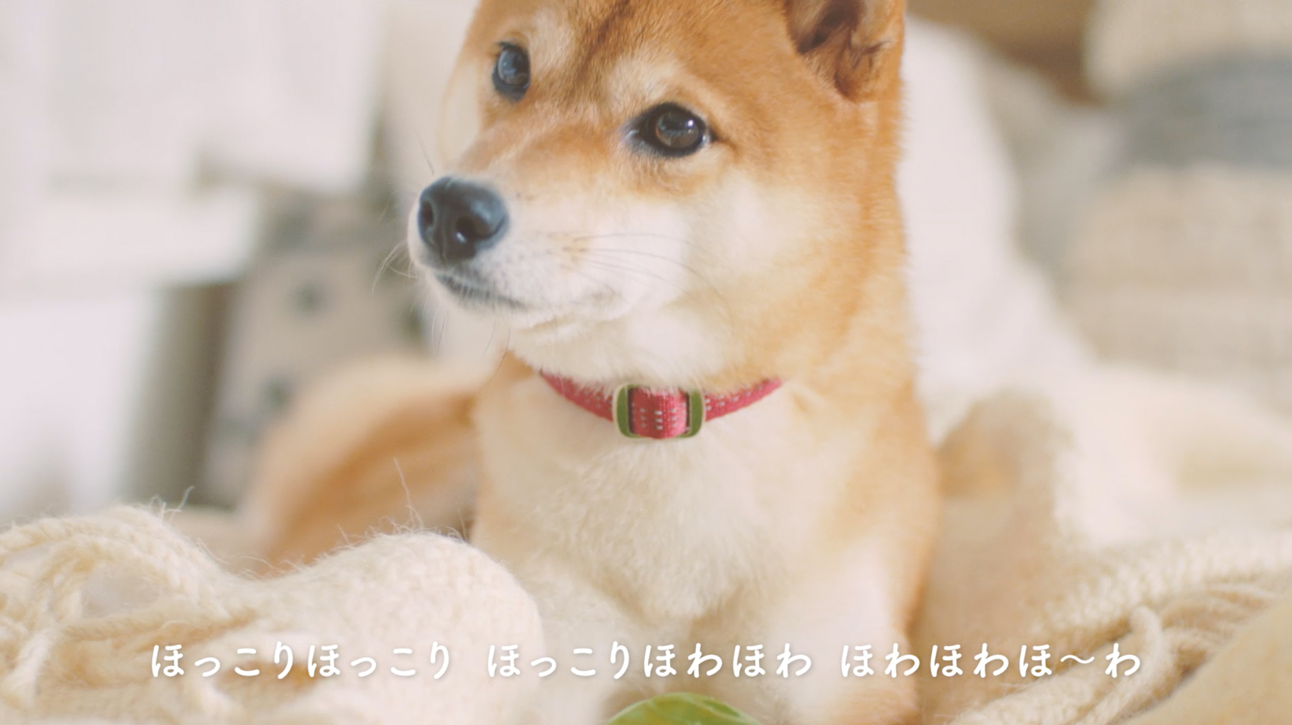 11月1日 犬の日 に板野友美さんが 癒しキャラ で登場する動画 愛犬ほっこりあるある ペトハピ Pet Happy