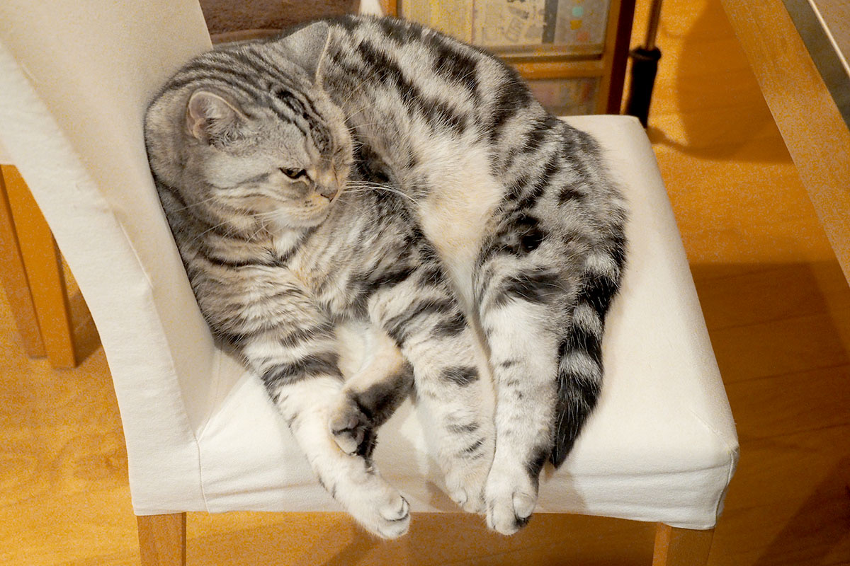 猫たちの椅子取り合戦 勃発 スタパ齋藤の猫ラボvol 5 ペトハピ Pet Happy