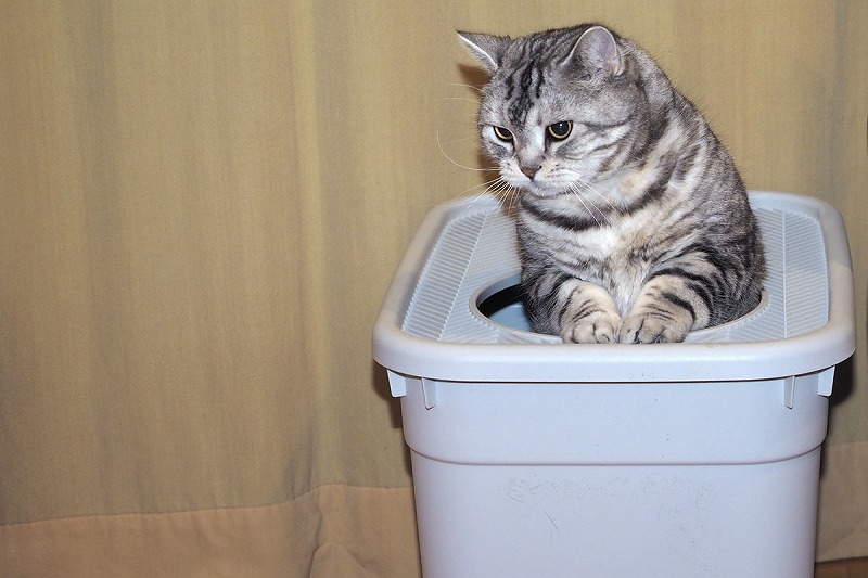 猫写真整理中に出てきた大量の「トイレ使用中の猫たち」～スタパ齋藤の猫ラボVol.206 ペトハピ [Pet×Happy]