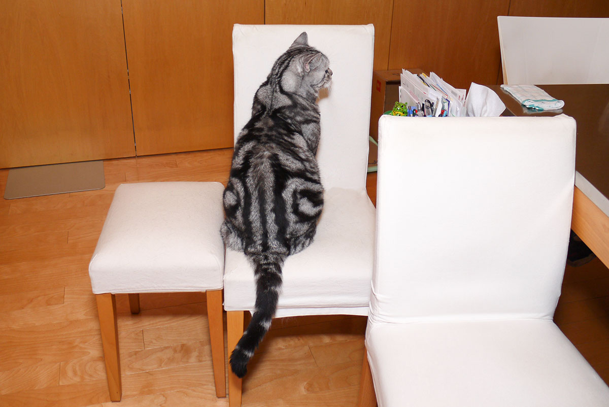 なぜ猫は飼い主の椅子に居座るの スタパ齋藤の猫がたりvol 1 ペトハピ Pet Happy