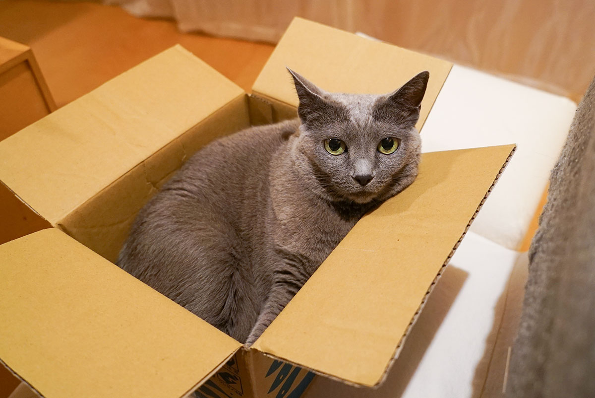 なぜ猫はダンボール箱が好きなの スタパ齋藤の猫がたりvol 4 ペトハピ Pet Happy