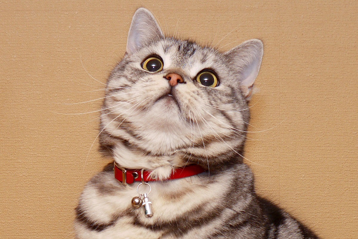 いつもの猫たちの表情が一変するウィスカーパッドが好き スタパ齋藤の猫がたりvol 13 ペトハピ Pet Happy