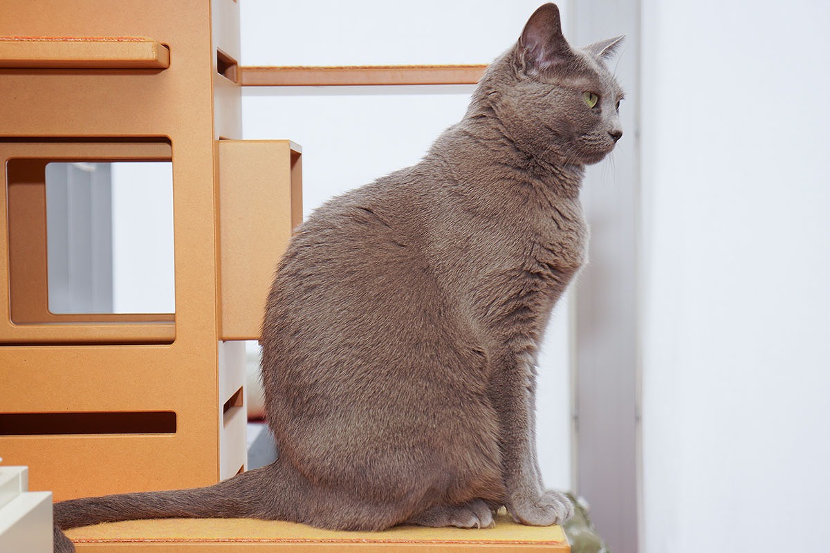 猫の猫背姿はやっぱりかわいい スタパ齋藤の猫がたりvol 25 ペトハピ Pet Happy