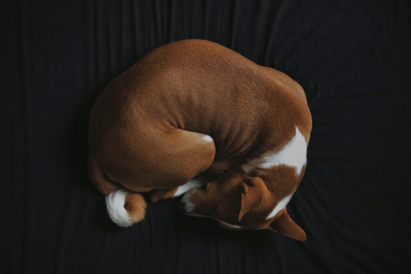 犬飼いtips あなたの愛犬の睡眠スタイルは 3つの寝姿勢と意味 ペトハピ Pet Happy