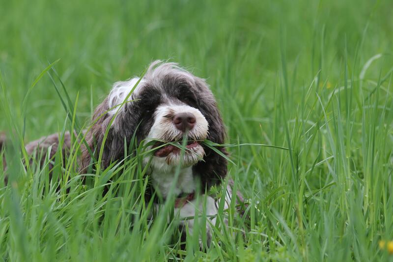 犬飼いtips なぜ犬は草を食べるのですか ペトハピ Pet Happy