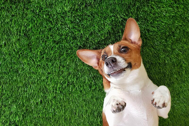 犬飼いtips なぜ犬は草を食べるのですか ペトハピ Pet Happy