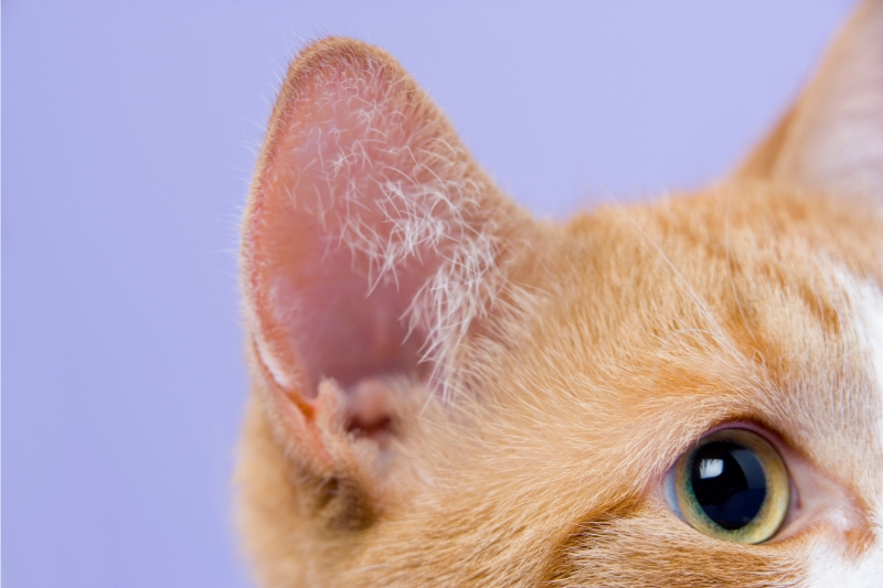 ご確認ページ 左耳の先ピンクに あと全体的に明るく彩色+猫部分をツヤ 