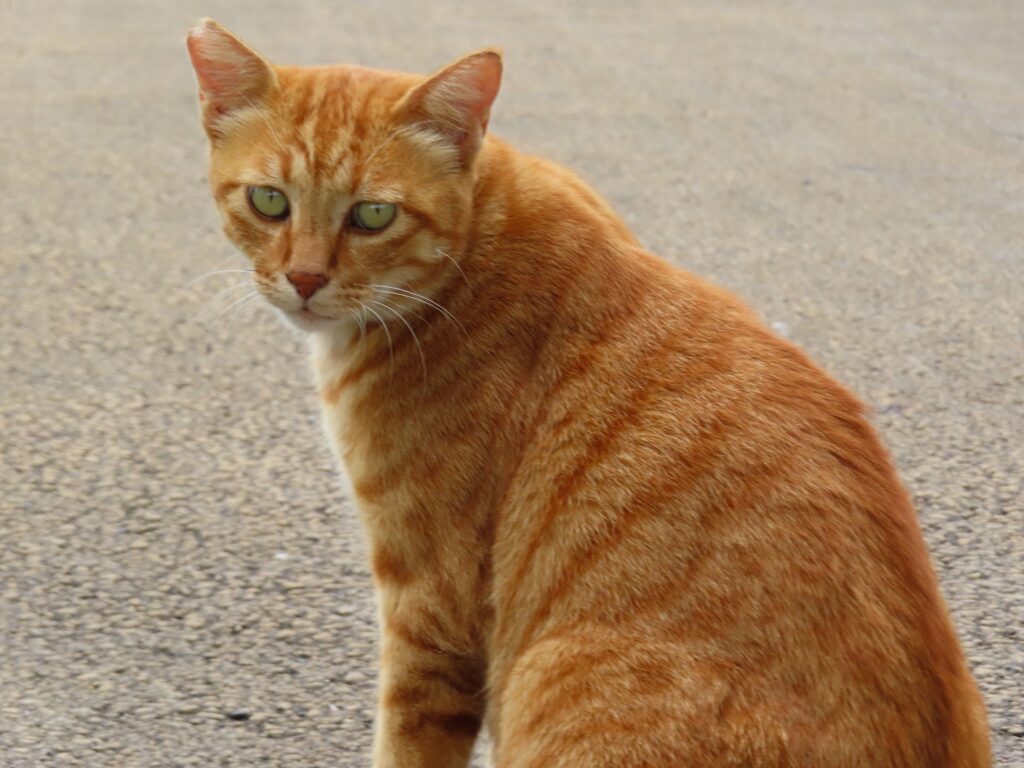 茶トラの地域猫とも仲良くなりたい！ | ペトハピ