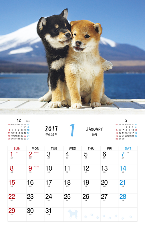 柴犬や子犬好きにはたまらない かわいさ満点のカレンダー