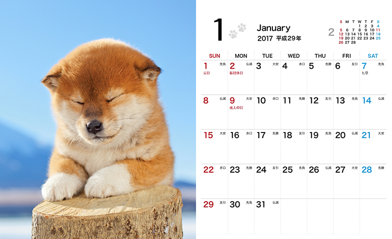 柴犬や子犬好きにはたまらない かわいさ満点のカレンダー